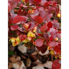 Барбарис Тунберга Carmen (Кармен) Р9