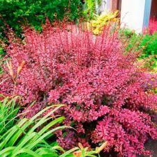 Барбарис Тунберга Pink Queen (Пинк Квин) P9