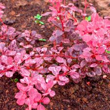 Барбарис Тунберга Pink Queen (Пинк Квин) P9