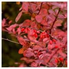 Барбарис Тунберга Pink Queen (Пинк Квин) P9