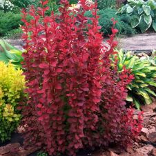 Барбарис Тунберга Ред Рокет (Red Rocket) C2