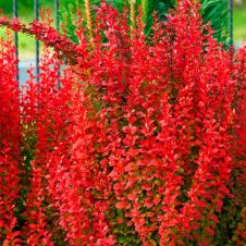 Барбарис Тунберга Ред Рокет (Red Rocket) C2