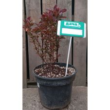 Барбарис Тунберга Ред Рокет (Red Rocket) C2