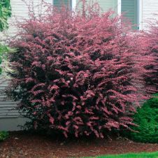 Барбарис Тунберга Роуз глоу (Rose Glow) P9