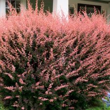 Барбарис Тунберга Роуз глоу (Rose Glow) P9