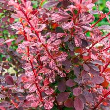 Барбарис Тунберга Роуз глоу (Rose Glow) P9