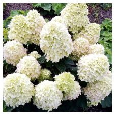 Гортензия метельчатая Cotton Cream (Коттон крим) P9