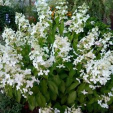 Гортензия метельчатая Levana (Левана) С3 h=30-40см
