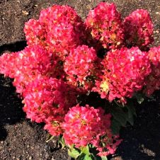 Гортензия метельчатая Little Rosy (Литтл Рози) P9