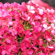 Гортензия метельчатая Little Rosy (Литтл Рози) P9