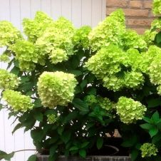 Гортензия метельчатая Mojito (Мохито) P9