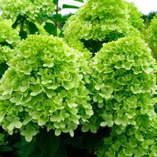 Гортензия метельчатая Mojito (Мохито) P9