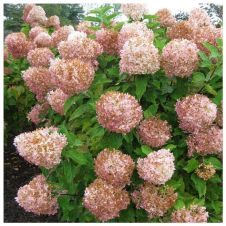 Гортензия метельчатая Фантом (Phantom) С5