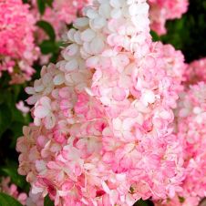 Гортензия метельчатая Vanille fraise (Ванилла Фрайз) P9