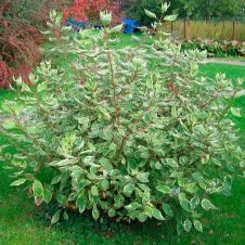 Дерен белый Sibirica Variegata (Сибирика Вариегата) С3