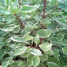 Дерен белый Sibirica Variegata (Сибирика Вариегата) С3