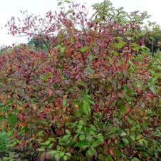 Дерен белый Sibirica Variegata (Сибирика Вариегата) С3