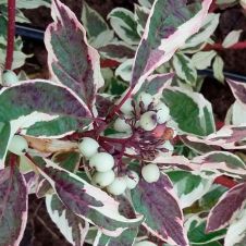 Дерен белый Sibirica Variegata (Сибирика Вариегата) С3