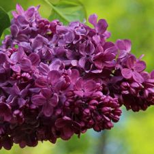 Сирень обыкновенная Маршал Соколовский С2/П