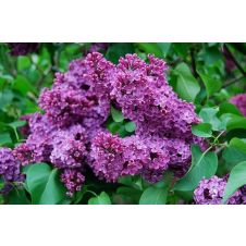 Сирень обыкновенная Маршал Соколовский С2/П