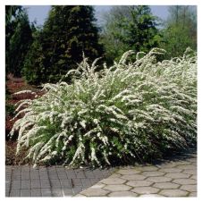 Спирея серая Грефшейм (Grefsheim) P9 h=15-25 см