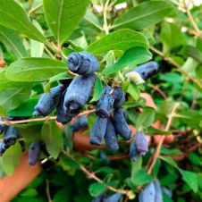 Саженец Жимолость Морена Р9