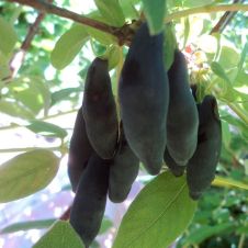 Саженец Жимолость Уссульга Р9