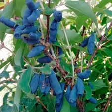 Саженец Жимолость Уссульга Р9