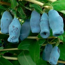 Саженец Жимолость Югана Р9