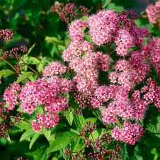 Спирея японская Зигунерблют (Zigeunerblut) С2