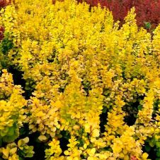 Барбарис Тунберга Neon Gold (Неон Голд) С3