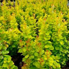 Барбарис Тунберга Neon Gold (Неон Голд) С3