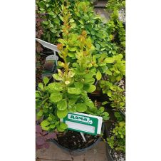 Барбарис Тунберга Neon Gold (Неон Голд) С3