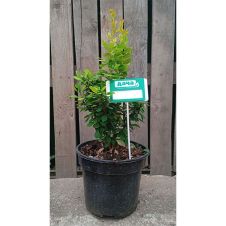 Барбарис Тунберга Neon Gold (Неон Голд) С3