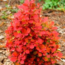 Барбарис Тунберга Вулкано (Volcano) С2