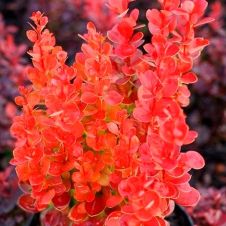 Барбарис Тунберга Вулкано (Volcano) С2