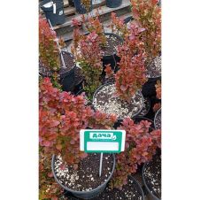 Барбарис Тунберга Вулкано (Volcano) С2