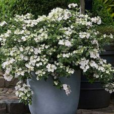 Гортензия метельчатая Сбежавшая невеста (Runaway Bride) С3