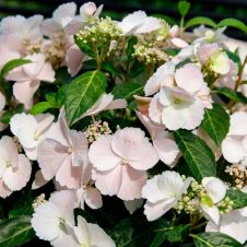 Гортензия метельчатая Сбежавшая невеста (Runaway Bride) С3