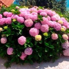 Гортензия древовидная Кандибелле Баблгам (Candybelle Bubblegum) С5