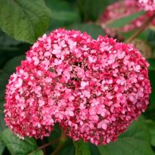 Гортензия метельчатая Magical Dark Pink (Меджикал Дарк Пинк) С7,5