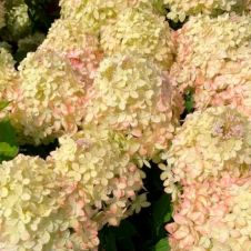 Гортензия метельчатая Гарденлайт XS-Лайт (Gardenlight XS-light) С3