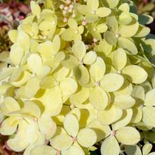 Гортензия метельчатая Гарденлайт XS-Лайт (Gardenlight XS-light) С3