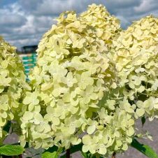 Гортензия метельчатая Панателла (Panatella) С3