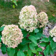 Гортензия метельчатая Пандора (Pandora) С3