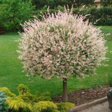 Ива цельнолистная Хакуро-нишики (Hakuro Nishiki) С3