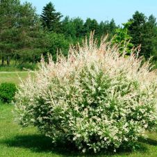 Ива цельнолистная Хакуро-нишики (Hakuro Nishiki) С3