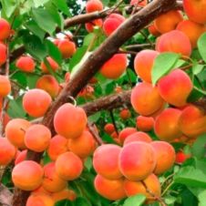 Саженец Абрикос Выносливый С7