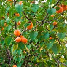 Саженец Абрикос Выносливый С7