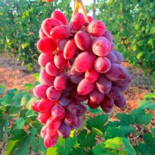 Саженец Виноград Малиновый супер С3
